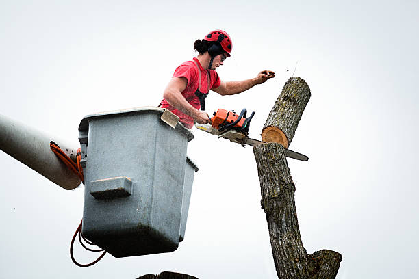 Bangor, ME Tree Care Company